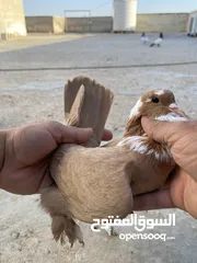 6 كوم حمام للبيع