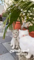  3 قطة شيرازية للبيع