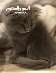  1 قطط سكوتش × بريتش للبيع – أعمار أقل من سنة