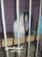  6 عصافير استرالي شباب فواتح للبيع