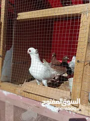  5 طيور كش  وزق للبيع