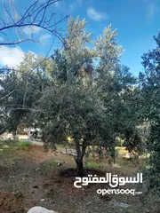  2 شجر للبيع  زينه نخيل وزيتون و خروب