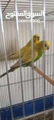  1 طيور حب (بادجي). بلدي الوان بتجنن