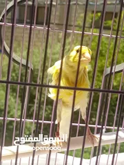  11 عصافير وطيور للبيع