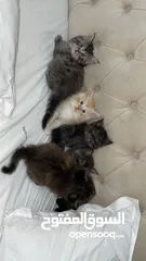  10 Male$female Main coon