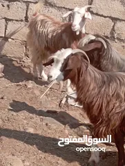  1 غنم للبيع  عشر