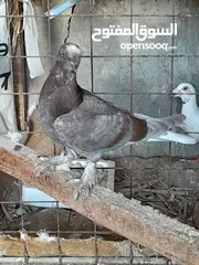  9 حمام و زغاليل مكاوي الوان و اعمار مختلفة