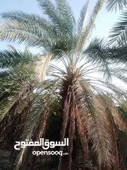  22 الأشجار المثمرة والزينة تجمع بين الجمال والفائدة، تنسيق وصيانة الحدائق الداخليه والخارجية