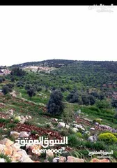  9 قطعة أرض مميزة في عجلون مطلة على جبال فلسطين مفروزة بقوشان مستقل من المالك مباشرة