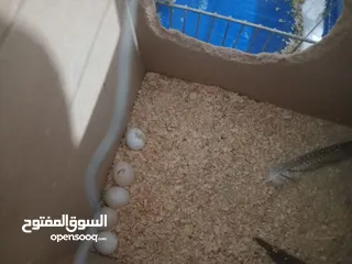  5 طيور حب تحتيهم 5 بيضات اشي مفخره