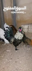  1 ديك زينه نوع فرنسي (هاودن) للبيع بسعر مغري الديك الأسود شرس