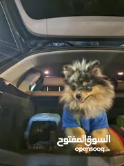  1 فرصة للتميز واقتناء كلب باومارينيوم نادر و مميز