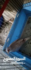  2 البيع طيره حمام ماسه صحه ونضافه جاهز