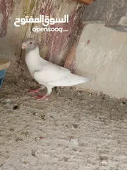  2 فرخ مسود قراقطه للبيع