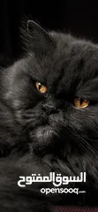  3 Black Persian cat brown eyes are very beautiful