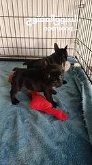  1 French bulldog