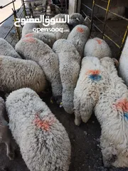  1 بيع جميع الانواع الاغنام