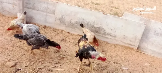  3 كوبيه دجاج مقاتل