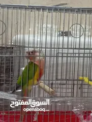  16 جوز كنيور جرين شيك هاي رد شغال للبيع  لا تتصل ألا اذا كنت بدك تشتري