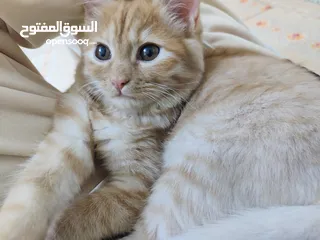  2 قطط شيرازي للبيع