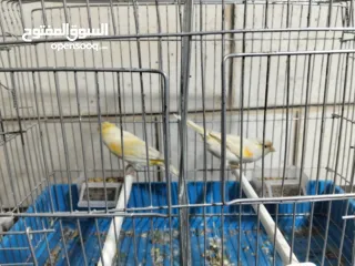  1 متاح بعد الصلاه على النبي كنار ذكور و اناثي المعني اقرا الوصف