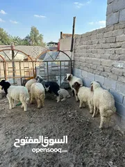  1 متاحً خرفان