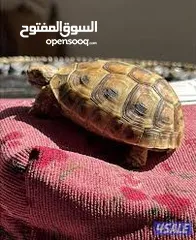 28 قطه و قط كتن كتنز بيبي القطه همالايا و صغيره شيرازي ابيض  و  سكوتش مع 7 اولاد و قنفذ و سلحفاه و بطه