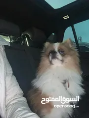  4 كلب بومرينيان عمرو سنة و3اشهر مدرب معو اثباتو ويوجد به طفرة بعينو
