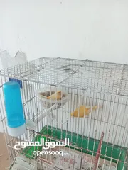  13 جوز دره شغالات انتاج