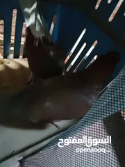  1 جوز حمام يبيض بيضه واحده شايل لحم