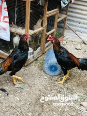  2 ديوجة هنود اثنين اصليات