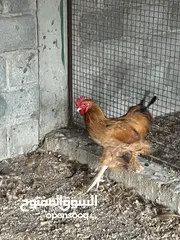  3 ديك كوشن / ديك هجين لون ابيض