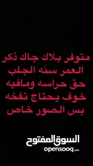  2 جيرمن بلاك جاك ودوبر مان