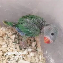  1 مطلوب فراخ دراره للزق الي عنده يتواصل معي