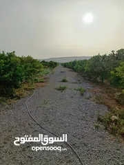  3 مزرعه مثمره للبيع