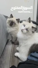  1 قطط هملايا بعمر شهر