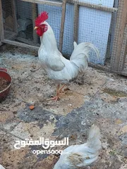 8 دجاج عرب أصليات