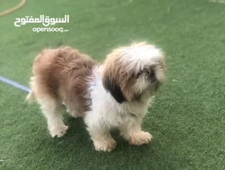  10 كلب شيتزو انثى