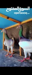  1 جواز نخب اول+ مخاليف