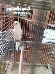  5 طيور حب للبيع