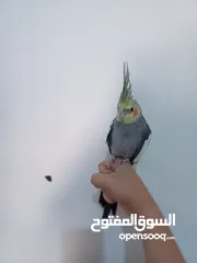  6 عصفور كوكتيل اليف للبيع دون بدل مع قفص واغراضه