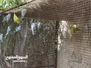  1 كوم عصافير حب