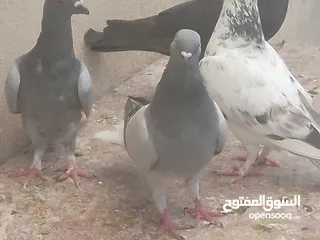  8 انواع حمام مكفول