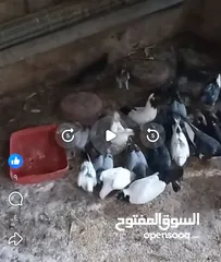  1 حمام بلدي للبيع