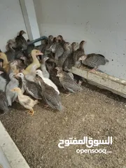  1 دجاج حبشي للبيع