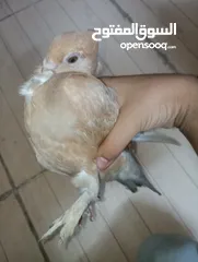  1 حمام  ازملي لونه مشمشي وصغيرة