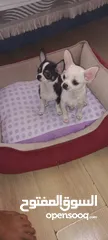  22 Chihuahua puppies