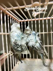  2 كوم طيور حب هوجو شغاله