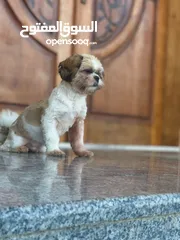  1 شيتزو shih Tzu male and female