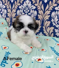  4 Puppy shihtzu